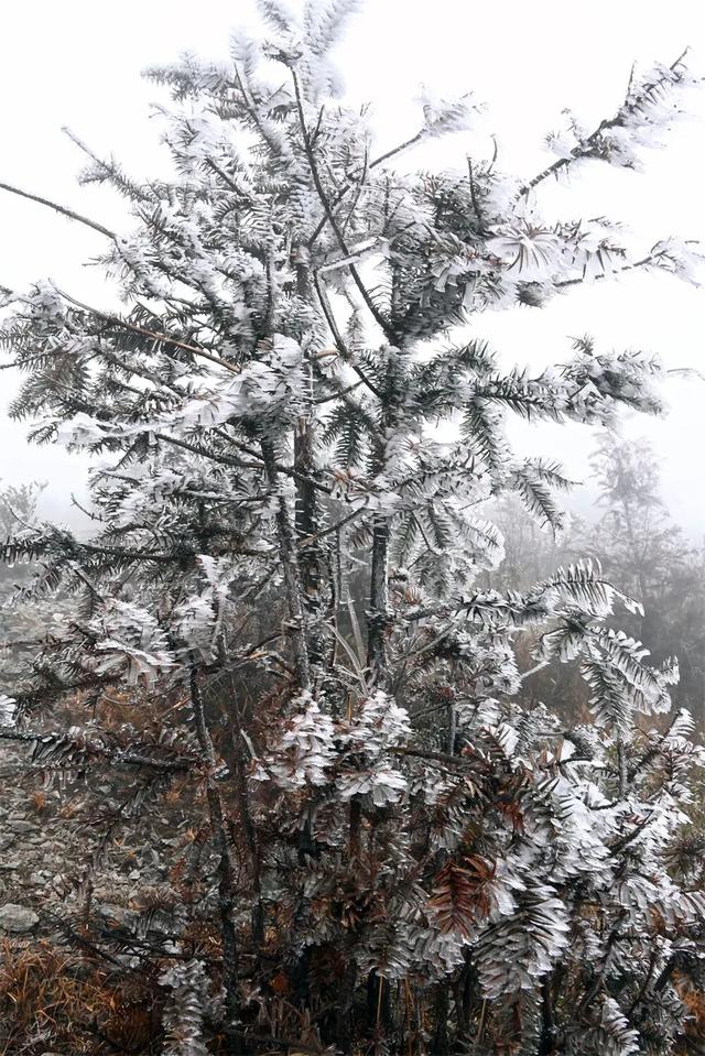福建雨凇美景上线