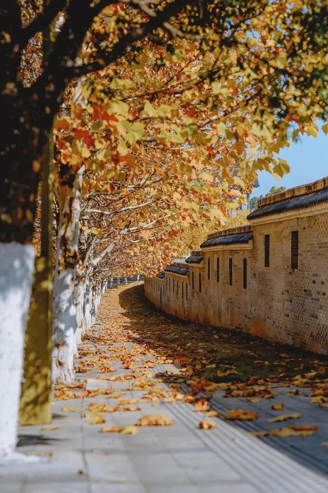 江西的这些“赏桐”胜地，治愈又出片！