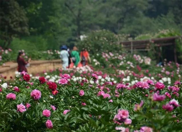 楚雄版“莫奈花园”藏不住啦！让你“五一”假期一次看过瘾