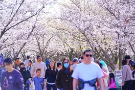 全国最长“樱花大道”迎最佳观赏期，幕燕滨江“长江花朝季”启幕图片