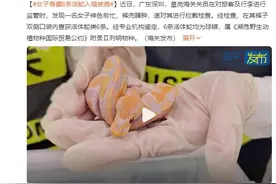女子身藏6条活蛇入境被查：6条活体蛇均为球蟒图片