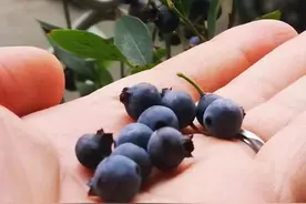 我们的眼睛每天都太累了！营养师推荐5种食物对眼睛好图片