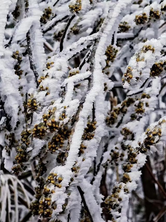 桂林永福惊现“玉树琼花”！雾凇限定美景，藏着冬日最治愈的魔法