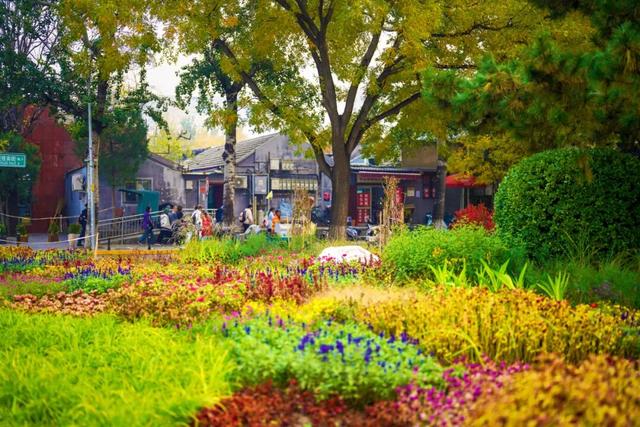 美图 | 银杏道太出片了，皇城根遗址公园焕新升级