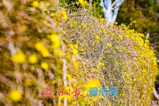 一年四季 泉在济南丨黑虎泉公园迎春花竞相绽放