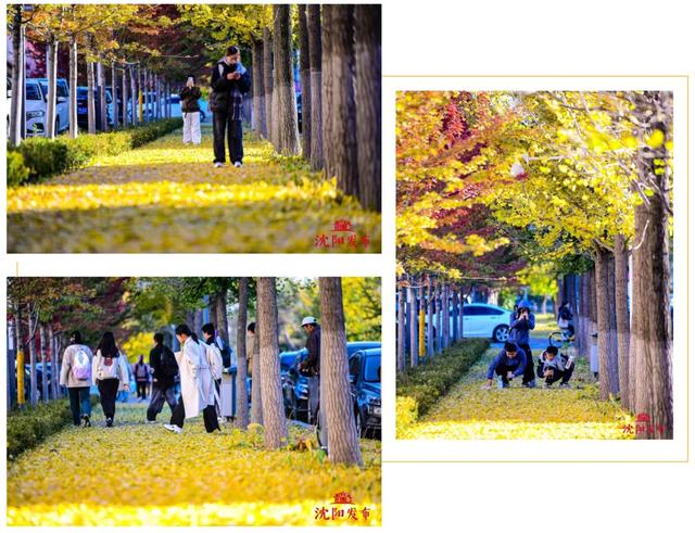 沈阳这些地方太美了!赏秋倒计时,错过等一年!