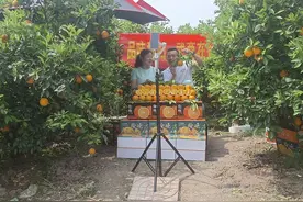 直播带货让秭归脐橙“香飘四海”图片