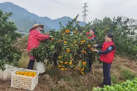 成熟桔子启程去远方 涌泉收费站打造畅行路图片