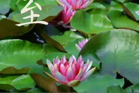 今日4时51分，迎来夏至节气……图片
