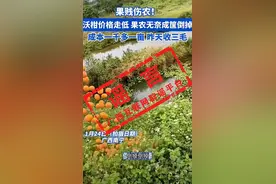 网传广西果农宁愿倒掉沃柑也不卖？官方回应：别信图片