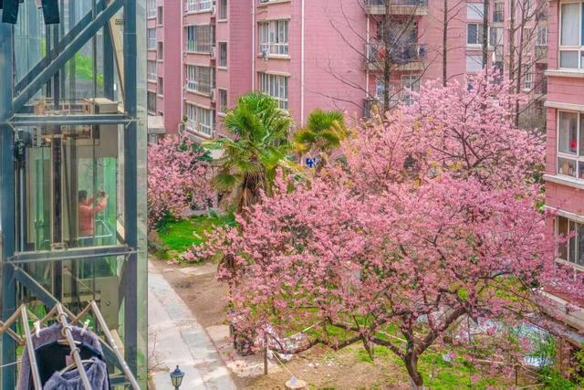 武汉进入“超长春天”！全国网友：天花板，错过要等一年