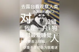 上海体育场“网红二哈”最新后续！主人发声：它是个中年社恐狗图片