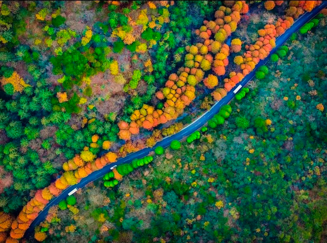 如画江西 ，“枫”景独好！