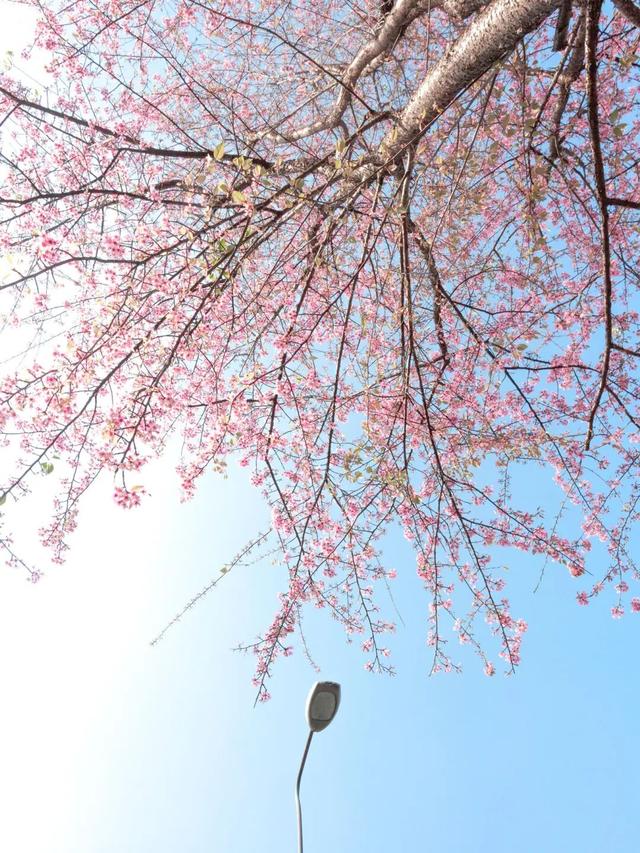 已开！成都怎么提前过上“春天”了