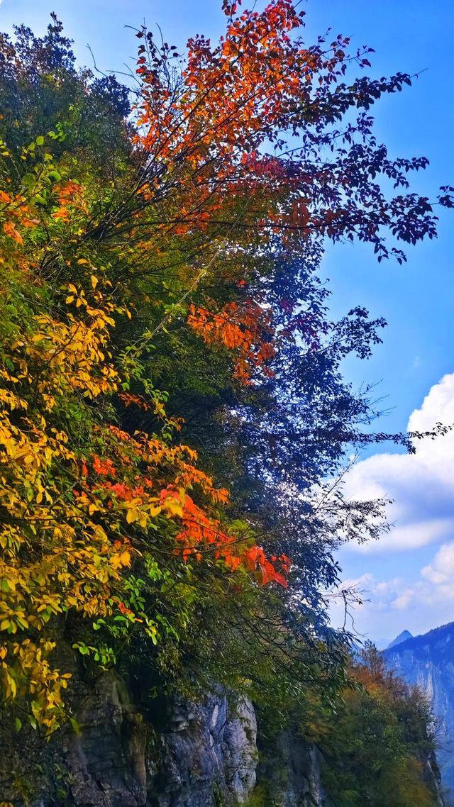 鹤峰八角岩的晚秋：绝壁丹霞染秋色 层林尽染绘诗意