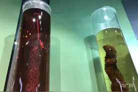 高质量发展看中国丨走进“五彩斑斓之地”阿拉善：沙里淘金  “沙漠人参”肉苁蓉既增收致富又改善环境图片