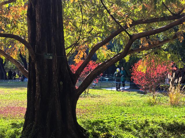 万里无云，阳光正好！周末到公园欣赏北京的秋