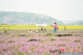 长沙繁花竞放催热“春日经济”｜乡村行·看振兴图片