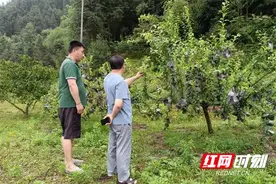 炎陵：锦绣黄桃金色名片 乡村振兴甜蜜引擎图片