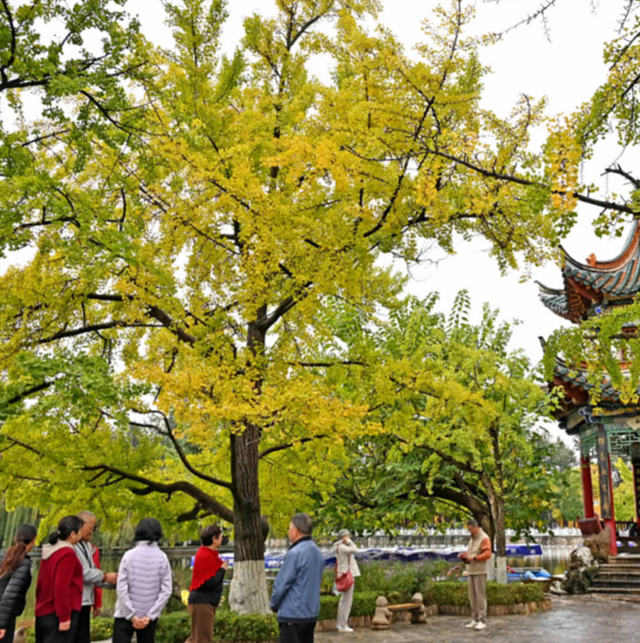 大观河畔滇朴金黄、黑龙潭公园枫叶火红……昆明街头秋色浓