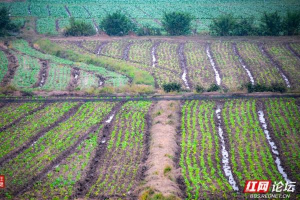 别追景点了！安乡这两个村，全是乡村最接地气的鲜活