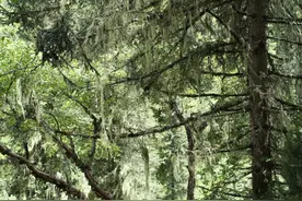 走进四川大熊猫栖息地图片