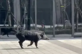 事发上海！一头野猪在街头狂奔，无伤人报告；该区域生态环境优越图片