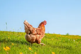 买鸡蛋挑花眼 土鸡蛋、富硒蛋更有营养吗？图片
