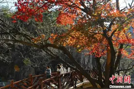 山东青岛：层林尽染绘就“美丽经济”图片