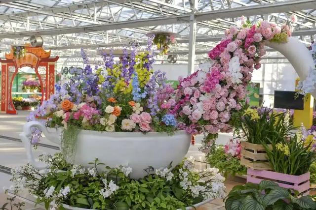 家庭园艺嘉年华｜北京兰花文化嘉年华将于明日启幕