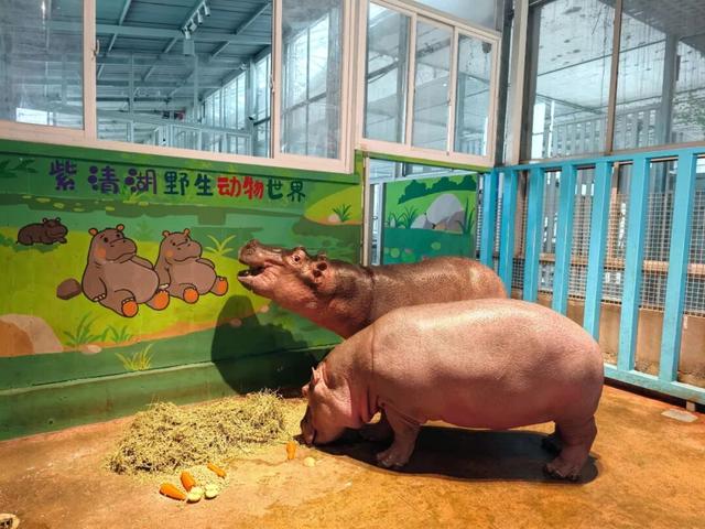 江宁“疯狂动物城”