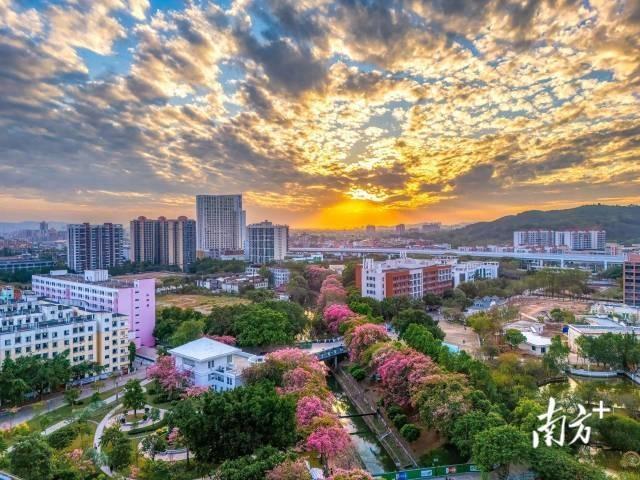 粤享暖冬！异木棉花海暴击，网友：请北方朋友看过来