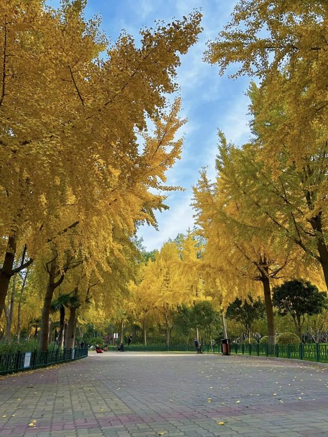郑州银杏进入最佳观赏期！这10处地铁可直达