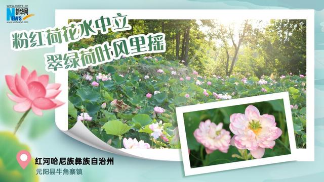 云南夏日赏荷图鉴
