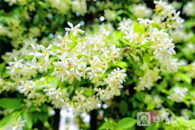 满墙花香醉行人！麒麟区风车茉莉绽放 成新晋网红打卡地