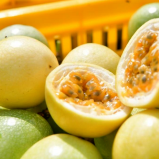 南宁冬季水果采摘全攻略 | 东北老铁、西北家人，告别猫冬！来南宁实现“水果自由”