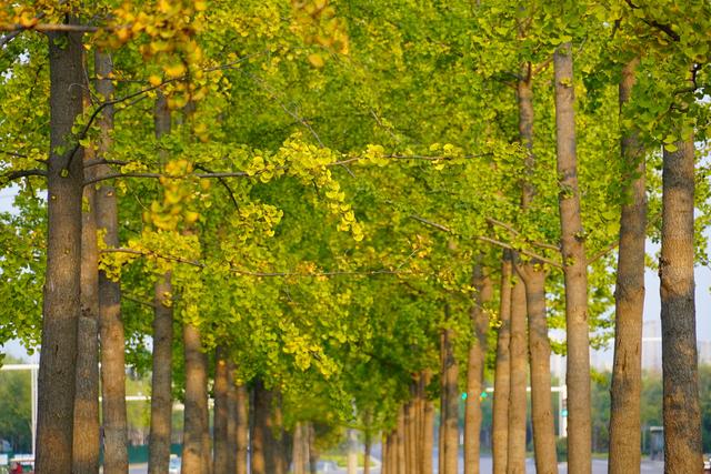 走，到郑州航空港“捡秋”去！丨港视角