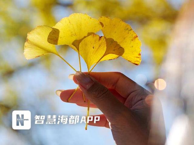 金黄、绯红与粉紫……12月的福州色彩未眠