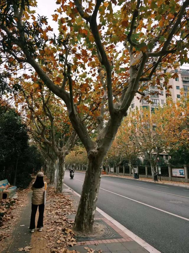 静安落叶景观道已就位！限时“治愈系地毯”已铺好，周末散步指南→