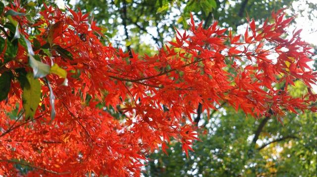 藏不住！秋天的莲都街头，绝美~