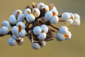 这些常见的树，它们的种子你都认识吗？图片