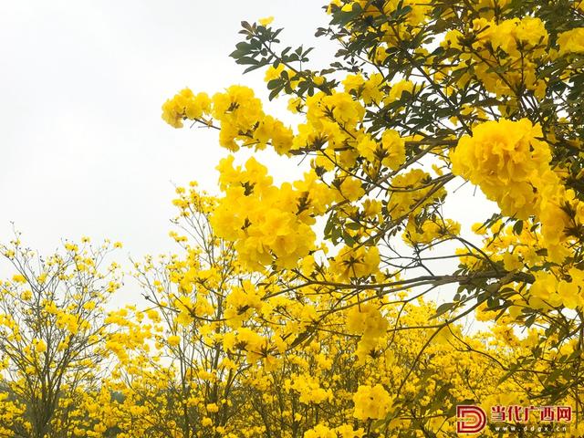 十里芳菲入画来