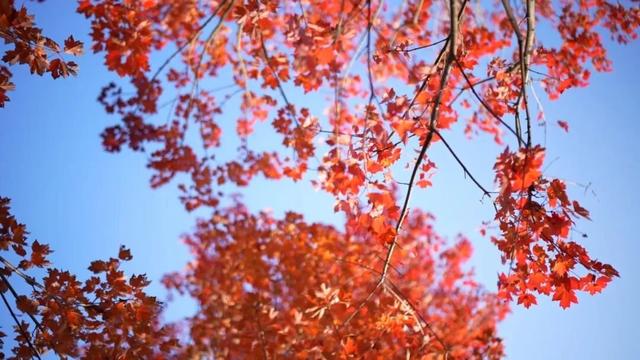 初冬限定！乐山这座公园里藏着一抹 “心动红”，拍照超出片！