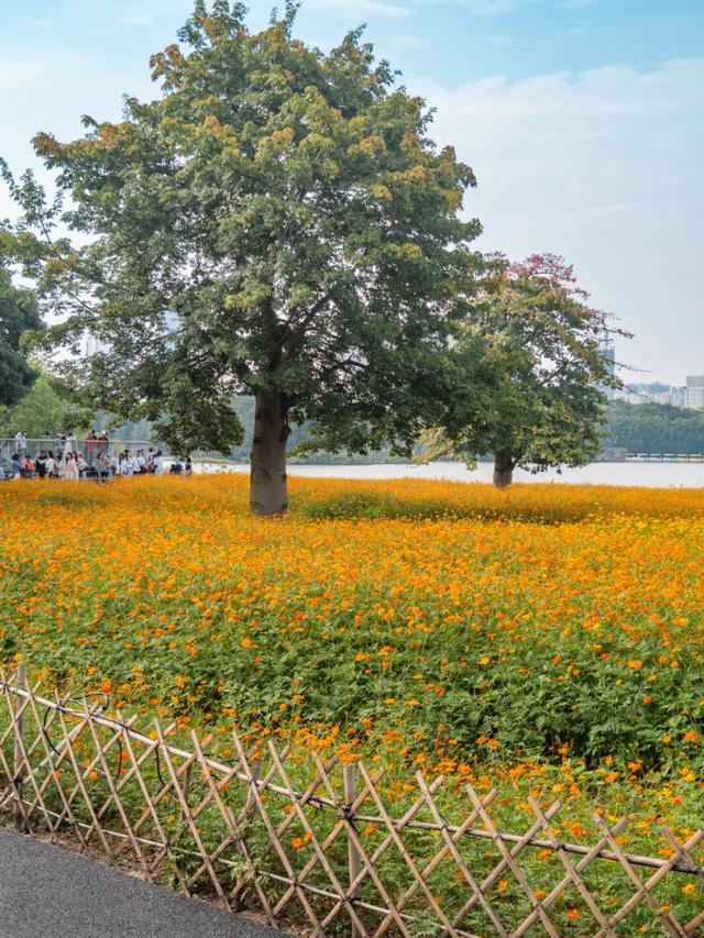 广州市区上万平方米“金色花海”，进入最佳观赏期