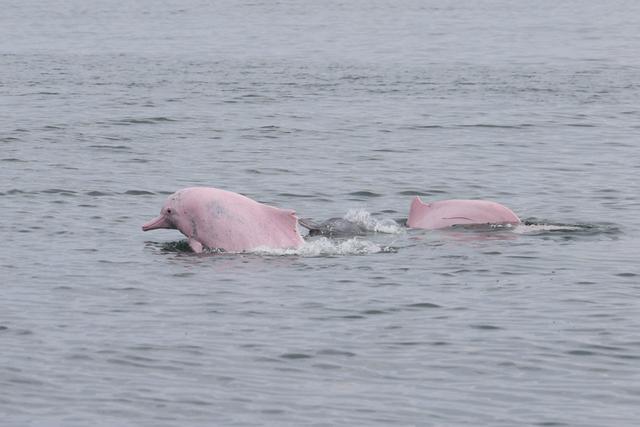 图集｜去中国大陆最南端，探寻“鲜美”湛江的“吃和远方”