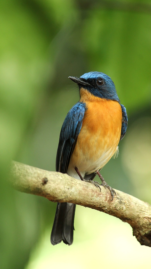 西安冬季观鸟指南 赴一场“飞羽之约”