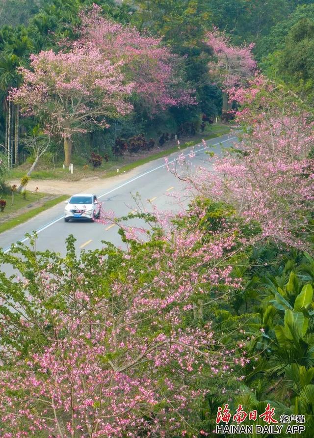美丽异木棉迎冬绽放 扮靓环热带雨林国家公园旅游公路