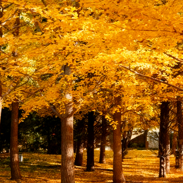还在凑满减？这里的绝美秋景免费派送中——