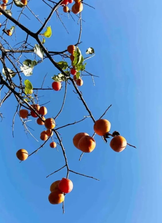 荆州风景地图：从古城墙到浅山，解锁5处限定美色
