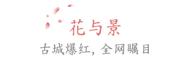 没有一朵花瓣能飘出洛阳